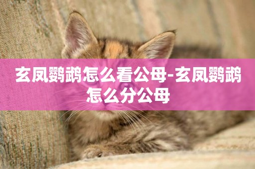 玄鳳鸚鵡怎么看公母-玄鳳鸚鵡怎么分公母