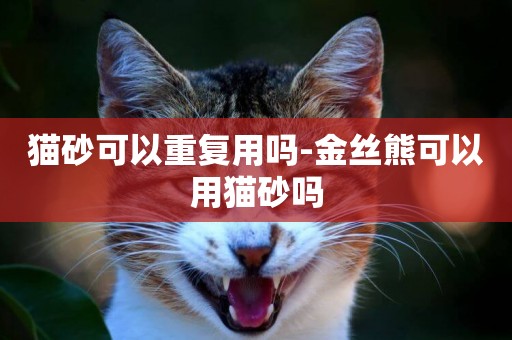 貓砂可以重復用嗎-金絲熊可以用貓砂嗎