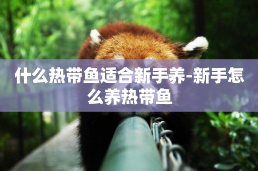 什么熱帶魚適合新手養-新手怎么養熱帶魚