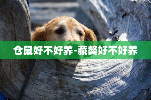 倉鼠好不好養-藏獒好不好養