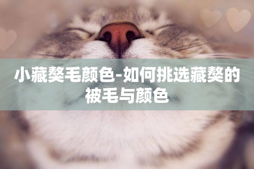 小藏獒毛顏色-如何挑選藏獒的被毛與顏色