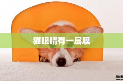 貓眼睛有一層膜