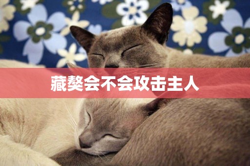 藏獒會不會攻擊主人