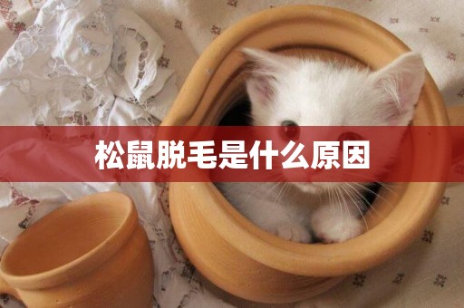 松鼠脫毛是什么原因