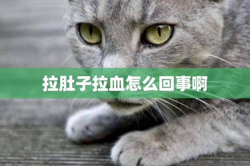 拉肚子拉血怎么回事啊