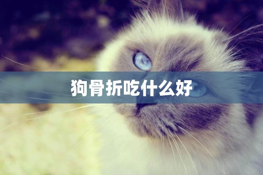 狗骨折吃什么好