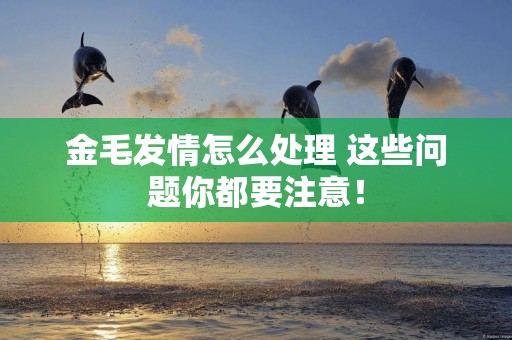 金毛發情怎么處理 這些問題你都要注意！