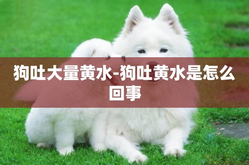 狗吐大量黃水-狗吐黃水是怎么回事