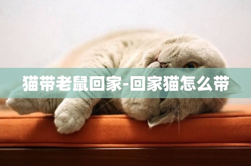 貓帶老鼠回家-回家貓怎么帶