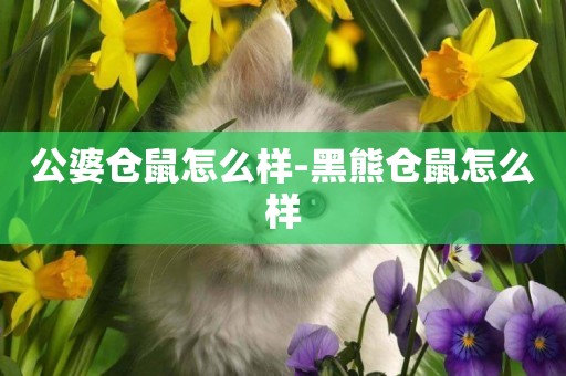 公婆倉鼠怎么樣-黑熊倉鼠怎么樣