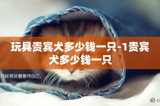 玩具貴賓犬多少錢一只-1貴賓犬多少錢一只