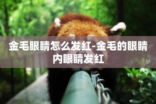 金毛眼睛怎么發紅-金毛的眼睛內眼睛發紅
