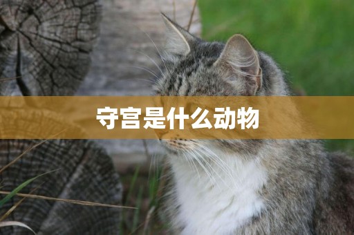 守宮是什么動物