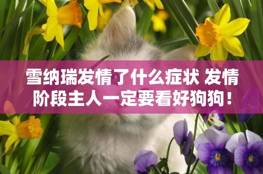 雪納瑞發情了什么癥狀 發情階段主人一定要看好狗狗！