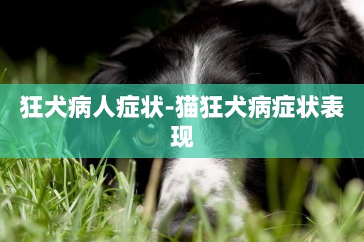 狂犬病人癥狀-貓狂犬病癥狀表現