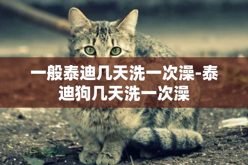 一般泰迪幾天洗一次澡-泰迪狗幾天洗一次澡