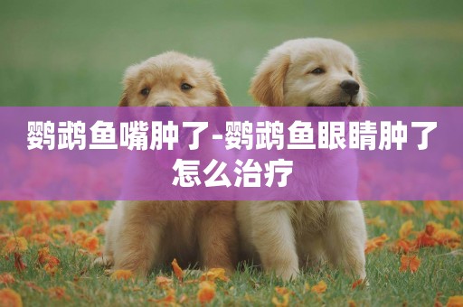 鸚鵡魚嘴腫了-鸚鵡魚眼睛腫了怎么治療