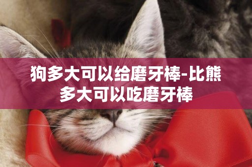 狗多大可以給磨牙棒-比熊多大可以吃磨牙棒
