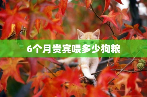 6個月貴賓喂多少狗糧