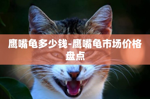 鷹嘴龜多少錢-鷹嘴龜市場價格盤點