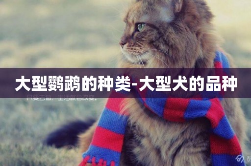 大型鸚鵡的種類-大型犬的品種