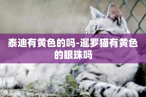 泰迪有黃色的嗎-暹羅貓有黃色的眼珠嗎
