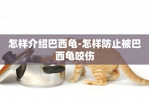 怎樣介紹巴西龜-怎樣防止被巴西龜咬傷