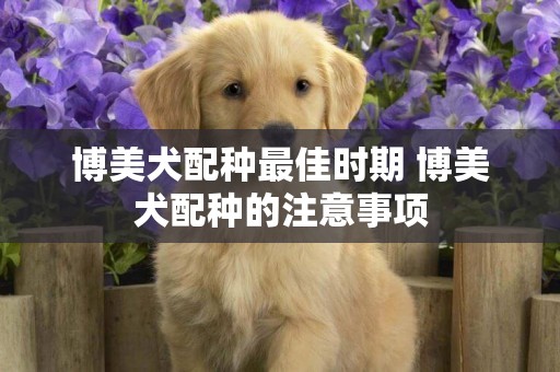 博美犬配種最佳時期 博美犬配種的注意事項
