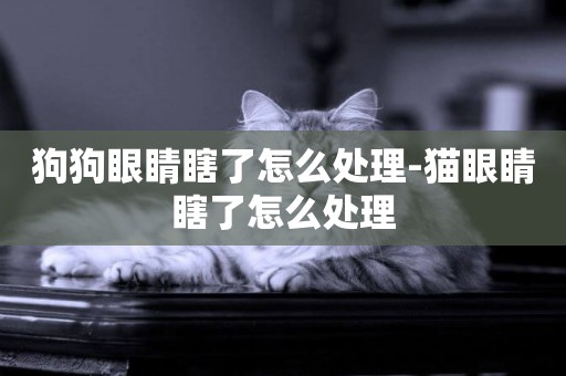 狗狗眼睛瞎了怎么處理-貓眼睛瞎了怎么處理