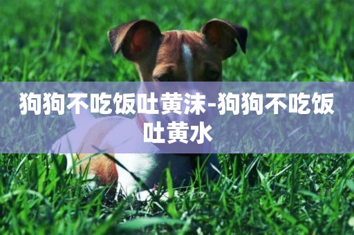 狗狗不吃飯吐黃沫-狗狗不吃飯吐黃水