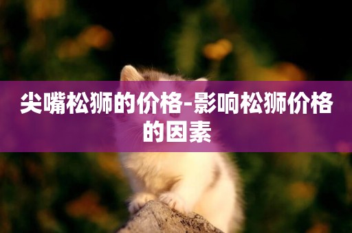 尖嘴松獅的價格-影響松獅價格的因素