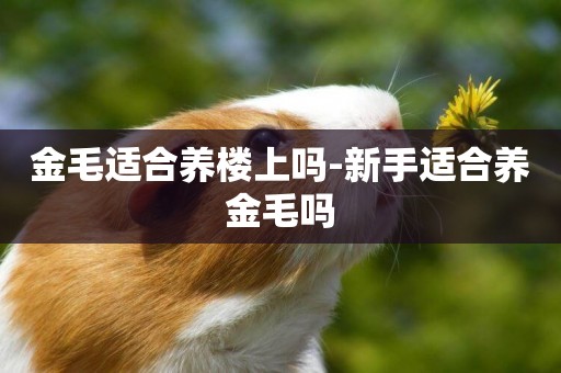 金毛適合養樓上嗎-新手適合養金毛嗎