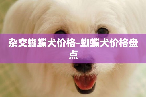 雜交蝴蝶犬價格-蝴蝶犬價格盤點