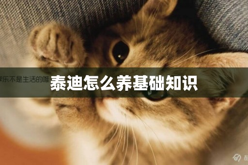 泰迪怎么養基礎知識