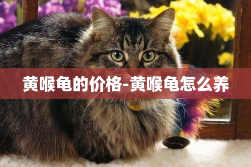 黃喉龜的價格-黃喉龜怎么養