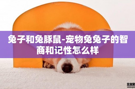兔子和兔豚鼠-寵物兔兔子的智商和記性怎么樣