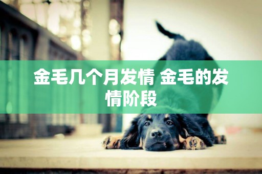 金毛幾個月發情 金毛的發情階段 金毛幾個月發情 金毛的發情階段
