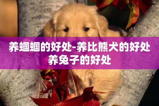 養蟈蟈的好處-養比熊犬的好處養兔子的好處