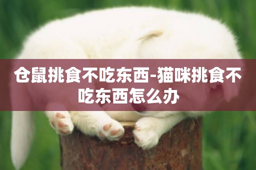 倉鼠挑食不吃東西-貓咪挑食不吃東西怎么辦