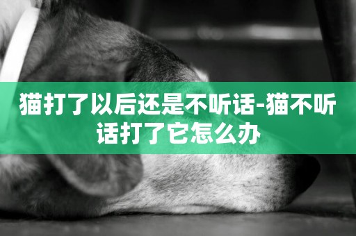 貓打了以后還是不聽話-貓不聽話打了它怎么辦