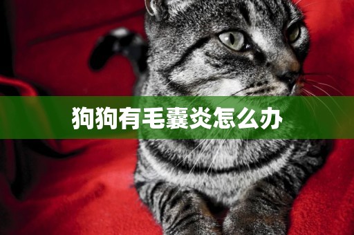 狗狗有毛囊炎怎么辦