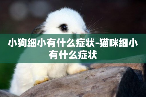 小狗細小有什么癥狀-貓咪細小有什么癥狀