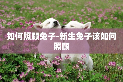如何照顧兔子-新生兔子該如何照顧