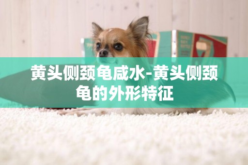 黃頭側頸龜咸水-黃頭側頸龜的外形特征