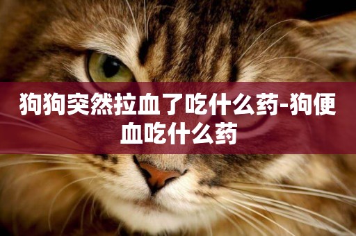 狗狗突然拉血了吃什么藥-狗便血吃什么藥