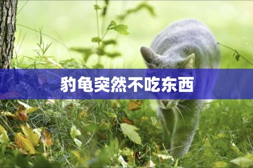 豹龜突然不吃東西