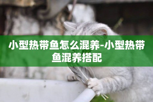 小型熱帶魚怎么混養-小型熱帶魚混養搭配