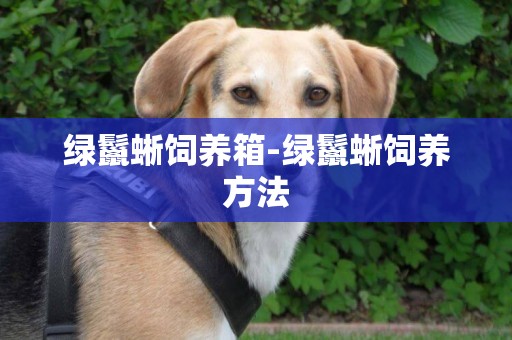 綠鬣蜥飼養箱-綠鬣蜥飼養方法