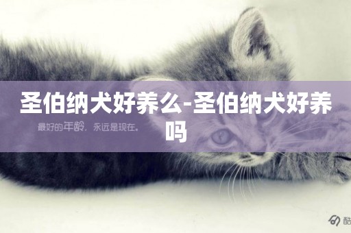 圣伯納犬好養么-圣伯納犬好養嗎