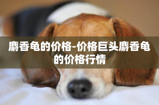 麝香龜的價格-價格巨頭麝香龜的價格行情